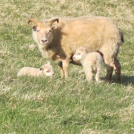 Brekka I Loni Farm Stay Stafafell Dış mekan fotoğraf