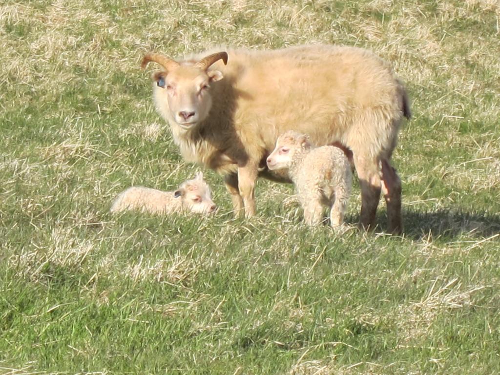 Brekka I Loni Farm Stay Stafafell Dış mekan fotoğraf